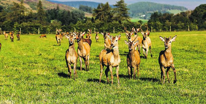 Nur gut ein Drittel des Wildfleischs stammt aus dem Inland. Bild: Jonas Ingold