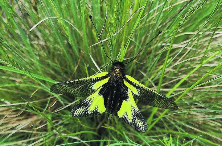 Der «Libellen-Schmetterligshafte» aus der Familie der Netzflügler. Leserbild: Irène Schweizer, Elgg