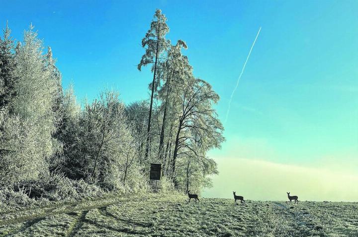 In Reih und Glied stehen sie am Waldrand in Oberschneit. Leserbild: Jan Fuchs, Ettenhausen