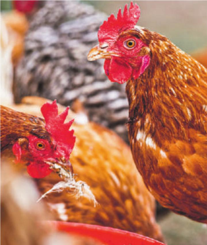 Eine systematische Verletzung des Tierwohls sehen die Gegner nicht. Bild: pixabay.com