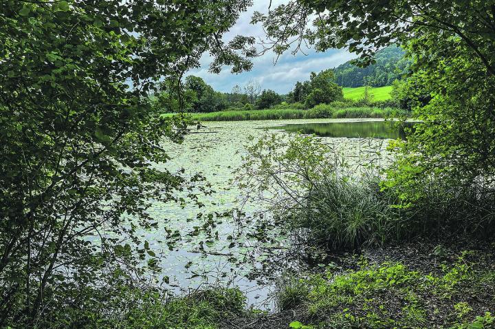 Der Heurütiweiher für einmal ganz in Grün. Leserbild: Irene Hess, Aadorf