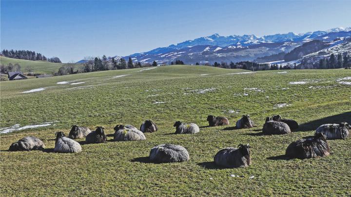 Diese Tiere brauchen die Schafskälte nicht zu fürchten, solange sie in der Wolle sind (aufgenommen bei Kirchberg). Leserbild: Hans Maag, Elgg