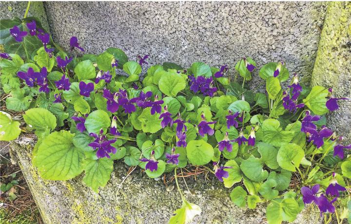 Duftveilchen begrüssen uns alle Jahre wieder. Leserbild: Monika Specker, Häuslenen