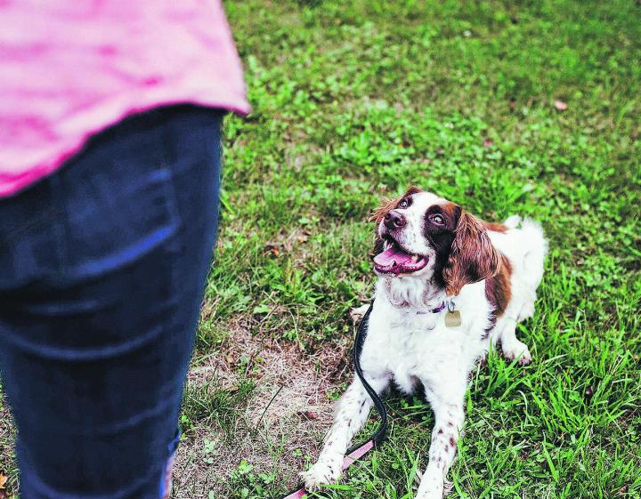 Tierschutz stärken: Hundeausbildende absolvieren künftig Prüfung. Bild: Gesundheitsdirektion