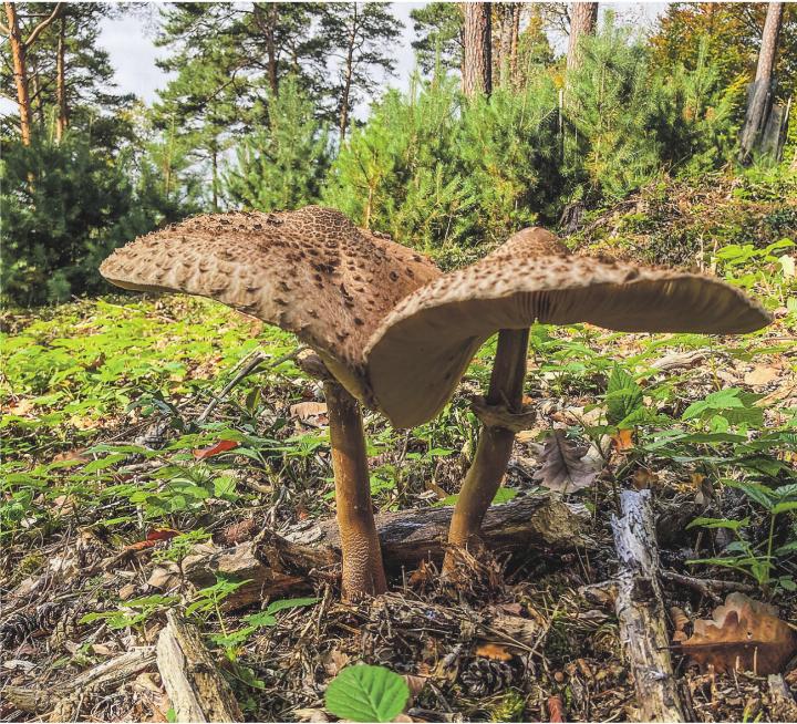 Wer ist der Schönste im Elgger Wald? Leserbild: Elsbeth Tanner, Elgg