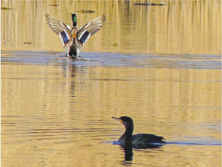 Dieser Erpel im Heurütiweiher wollte dem vorbeischwimmenden Kormoran offensichtlich imponieren. Leserbild: Hans Maag, Elgg