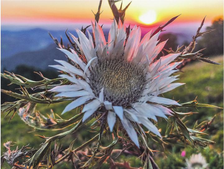 Silberdistel im Abendlicht, bringt Silberglanz aufs Hörnli. Leserbild: Karin Hug, Sirnach