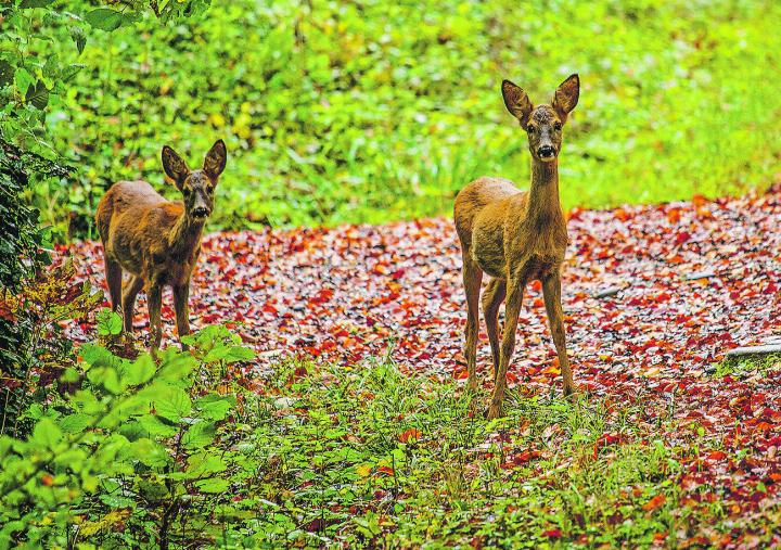 Gefährdet Rehwild den heimischen Wald? Bild: Kurt Müller, Elgg