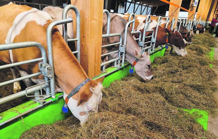 Milchkühe sind immer seltener anzutreffen. Bild: Jonas Ingold