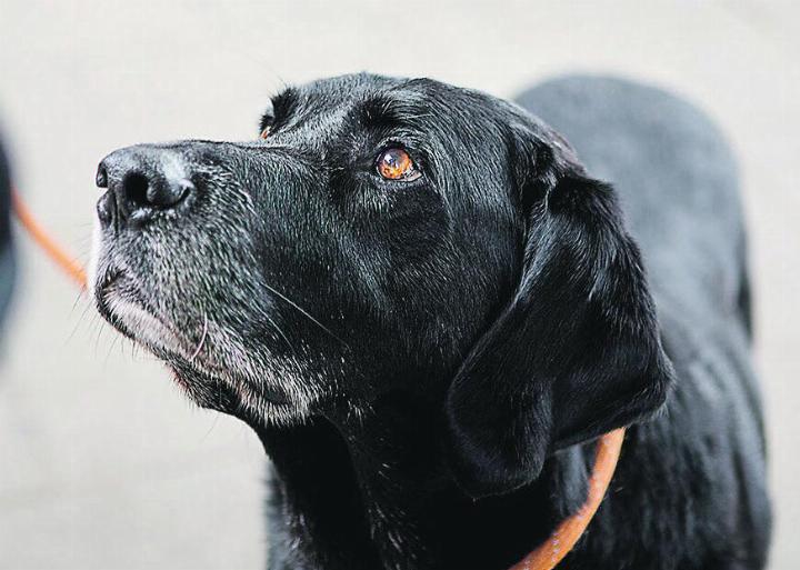 In Tierheimen warten viele Hunde, Katzen, Kaninchen und Nager auf ein neues Zuhause. Bild: zVg