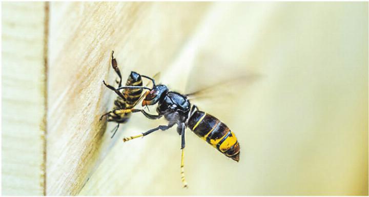 Asiatische Hornisse auf der Bienenjagd