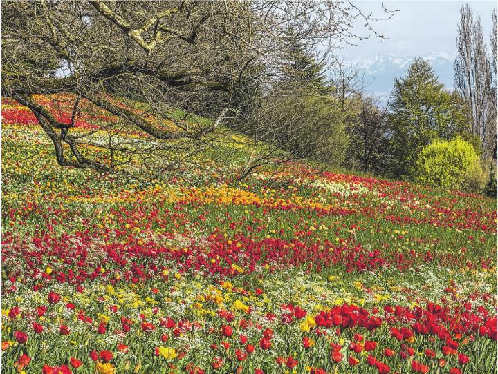 Tulpenpracht auf der Insel Mainau. Leserbild: Sonja Lutz, Elgg