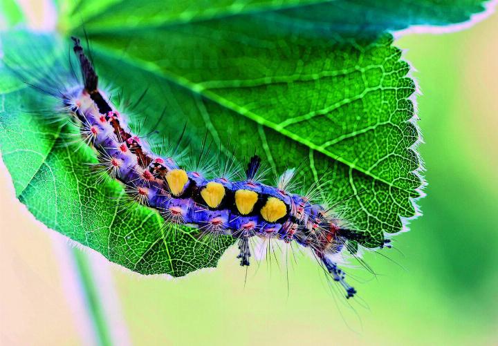 Beim Mittagsmahl – ein wunderschöner Gartenfund: Der Schlehen-Bürstenspinner. Leserbild: Mirjam Dentler, Aadorf