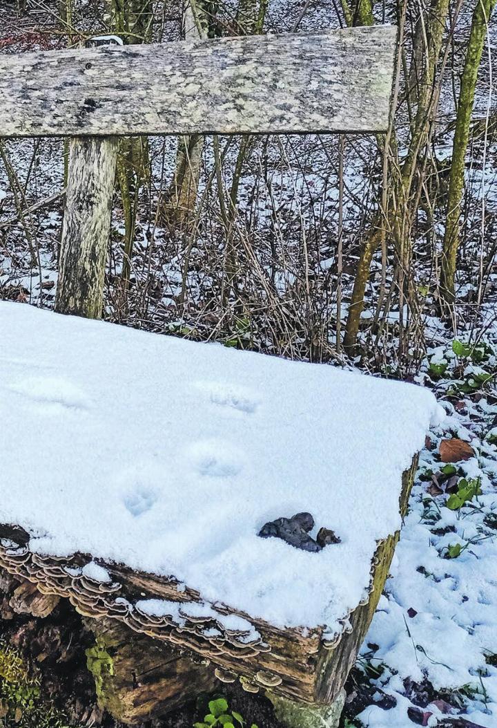 Bitte Hundekot immer aufnehmen und entsorgen! Archivleserbild: Irène Schweizer