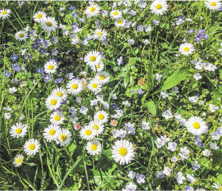 Natur pur für Insekten und Menschen. Monika Specker, Häuslenen
