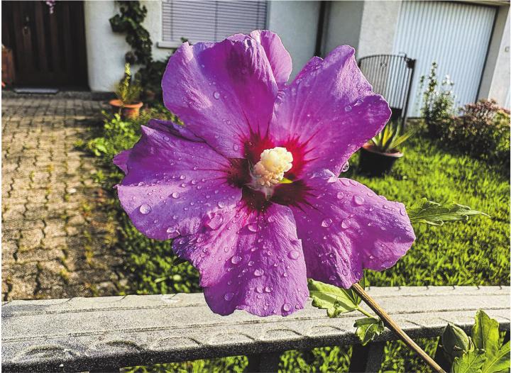Die lila Hibiskusblüte: Sie wirkt exotisch, zieht Bienen und Schmetterlinge an und gilt als Symbol für Schönheit und Vergänglichkeit. Leserbild: Ursula Pazeller, Elgg
