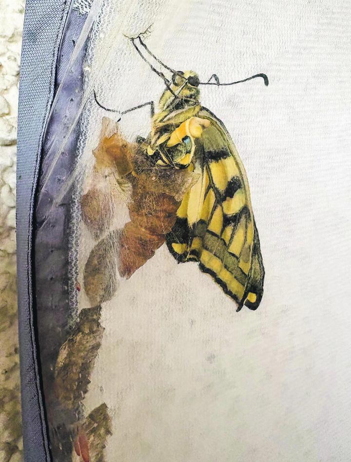Eine einmalige Sache. Einem Schwalbenschwanz beim Schlüpfen zugeschaut. Leserbild: Ursula Pazeller