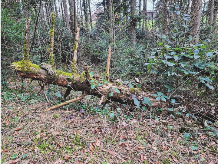 Dinosauriergerippe?! Leserbild: Yvonne Vogt, Aadorf