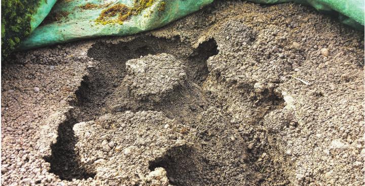 Mausgänge im Kompost. Leserbild: Brigitte Ostertag, Elgg Mausgänge im Kompost. Leserbild: Brigitte Ostertag, Elgg