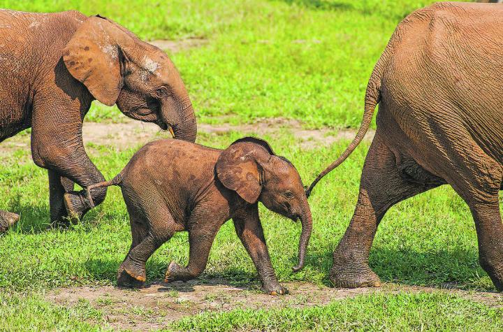 Eine von vielen Tierarten, die vom Aussterben bedroht sind: Der afrikanische Waldelefant.