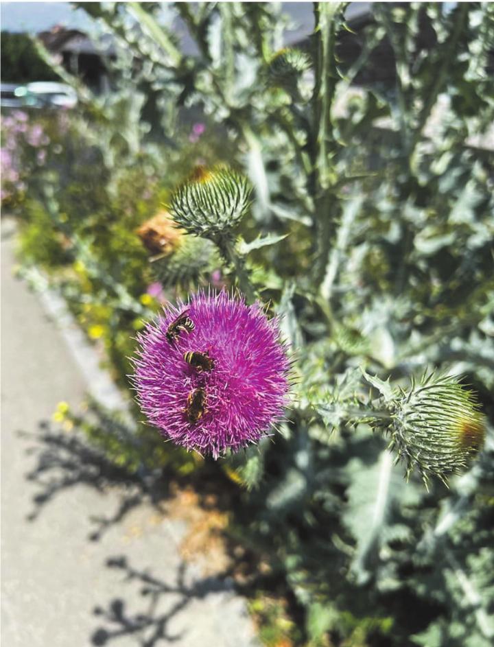 Artenreiche Oase in Aadorf. Bild: zVg