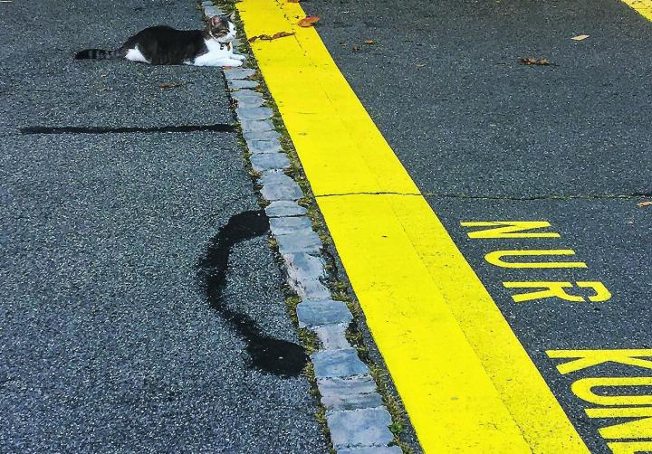 Diese scheinbar «gut erzogene» Katze respektiert den Kundenbereich beim Parkplatz vor der Post Elgg. Bild: Ursula Pazeller