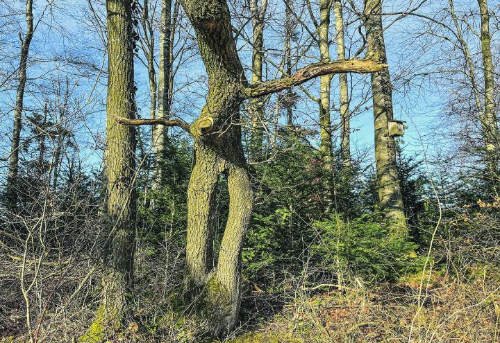 Durchblick in der Natur. Leserbild: Irene Hess, Aadorf