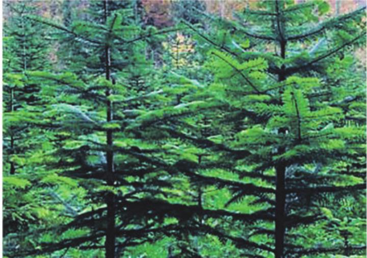Das Team des Forst Elgg berät Sie beim traditionellen Christbaumverkauf am 19. Dezember im Forstwerkhof. Bild: Forst Elgg Das Team des Forst Elgg berät Sie beim traditionellen Christbaumverkauf am 19. Dezember im Forstwerkhof. Bild: Forst Elgg