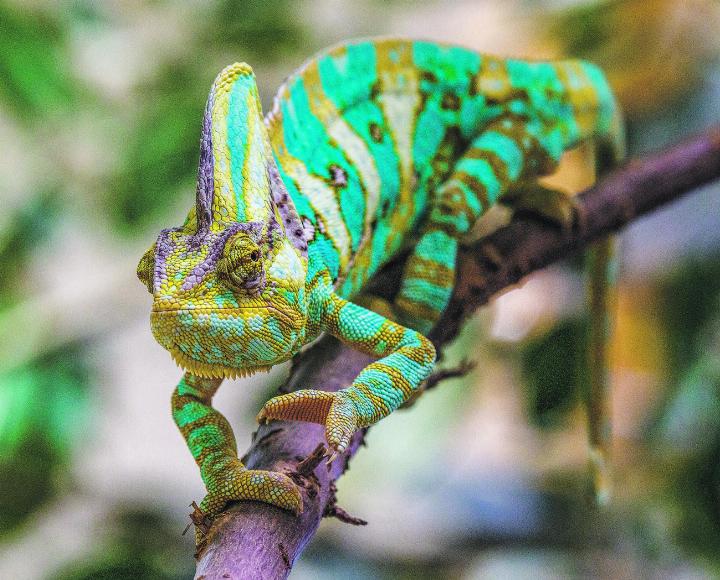 Kürzlich im Walter Zoo in Gossau SG. Leserbild: Milo Kalberer, Bazenheid