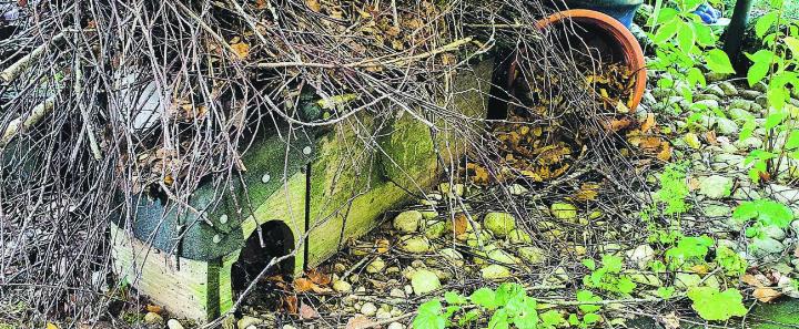 Igel nutzen gerne auch von Menschenhand bereitgestellte Unterkünfte. Bild: L. Schmitz