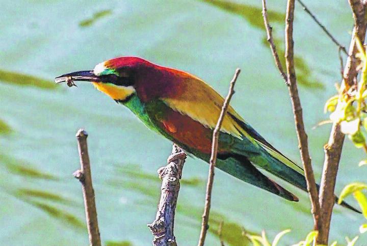 Flüsse formen und prägen Landschaften – und mit ihnen auch die Tierwelt. Bild: zvg