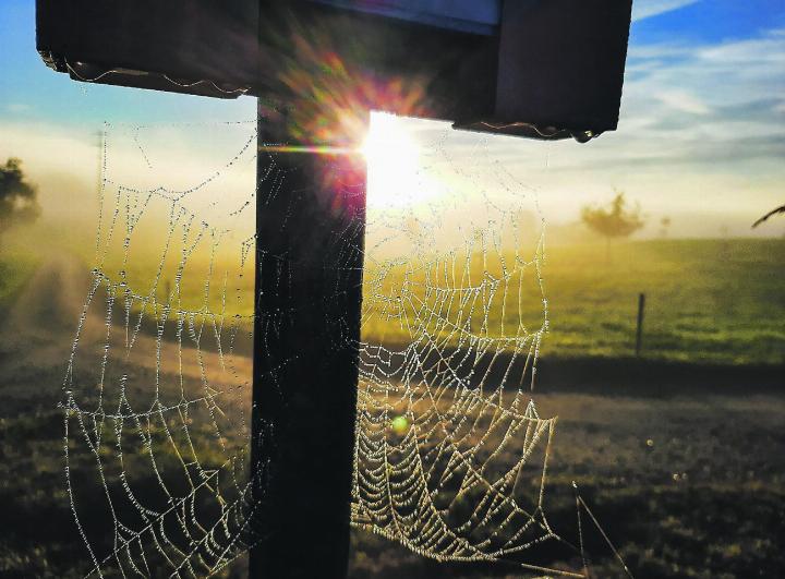 Ein Kunstwerk von Mutter Natur im herbstlichen Morgengrauen. Leserbild: Claudia Würms, Wittenwil