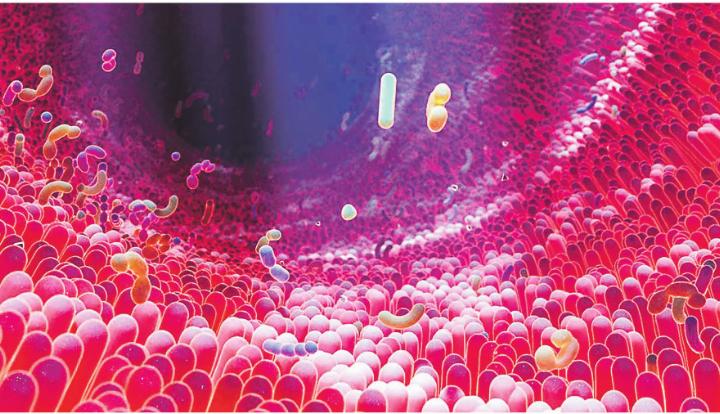 Eine gesunde Darmflora ist entscheidend für das Wohlbefinden und die Funktion unseres Immunsystems. Bild: gettyimages.com