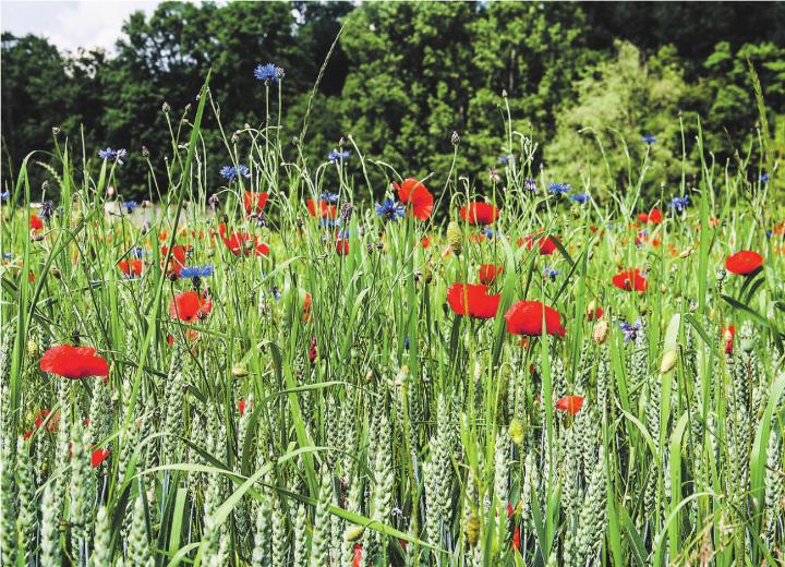 Mohn, Kornblumen, Kornrade und weitere farbenprächtige Beikräuter gehörten noch vor einigen Jahrzehnten zum alltäglichen Bild in Ackerbaulandschaften. Bild: zvg