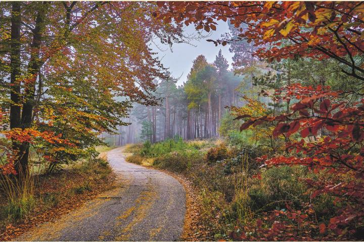 Der Herbst hält einige Tücken für den Verkehr bereit. Bild: Sebastian Bender, flickr.com