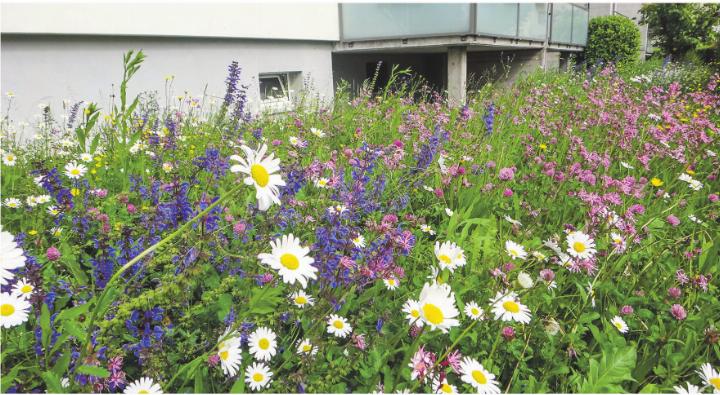 Blumenwiese im Siedlungsraum statt Einheitsgrün. Bild: BirdLife Schweiz