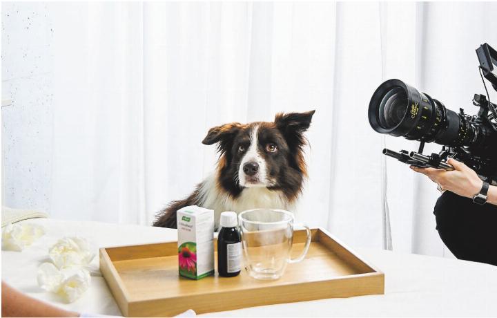 Ocean, der Border Collie aus Guntershausen bei Aadorf, spielt die Hauptrolle im neuen TV-Spot von A.Vogel. Bild: zVg