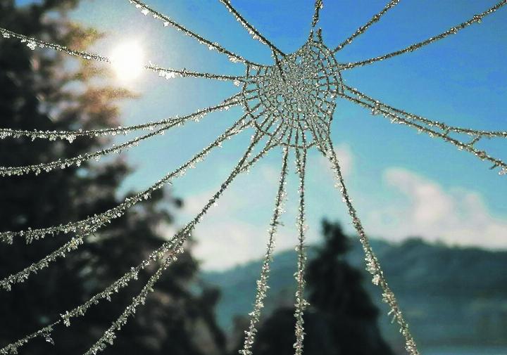 Winterliches Spinnennetz. Leserbild: Florian Jud, Aadorf