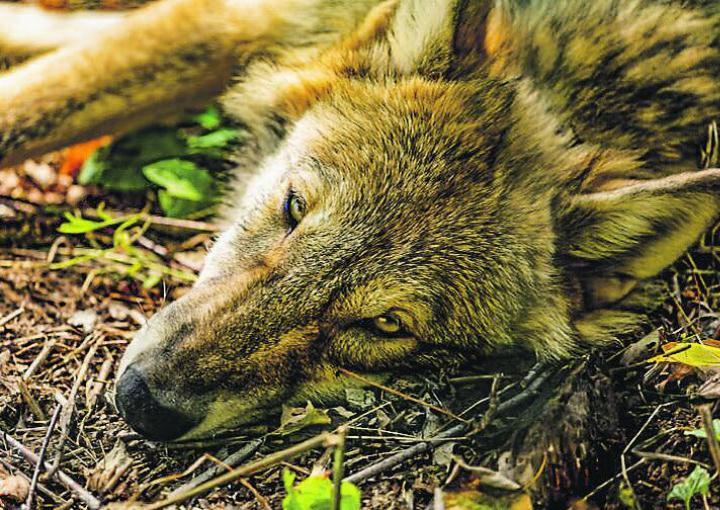 Es darf geschossen werden: Ein Jungwolf muss von der Schweizer Bildfläche verschwinden. Bild: Wikimedia