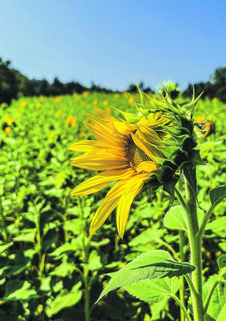 Sonnenblume – perfekt in Szene gesetzt. Leserbild: Irène Hess, Aadorf