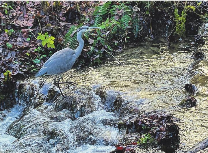 Eine aufmerksame Leserin traf im Farenbachtobel diesen schönen Reiher, der sie kaum bemerkte und sie lange beobachten und fotografieren liess – ein besonderes Erlebnis. Leserbild: Irene Hess, Aadorf Eine aufmerksame Leserin traf im Farenbachtobel diesen schönen Reiher, der sie kaum bemerkte und sie lange beobachten und fotografieren liess – ein besonderes Erlebnis. Leserbild: Irene Hess, Aadorf