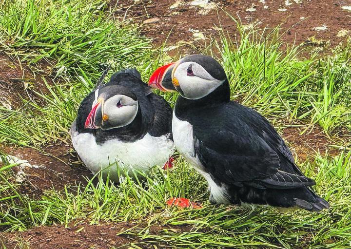 Papageientaucher an der Ostküste von Island. Leserbild: Sonja Lutz, Elgg
