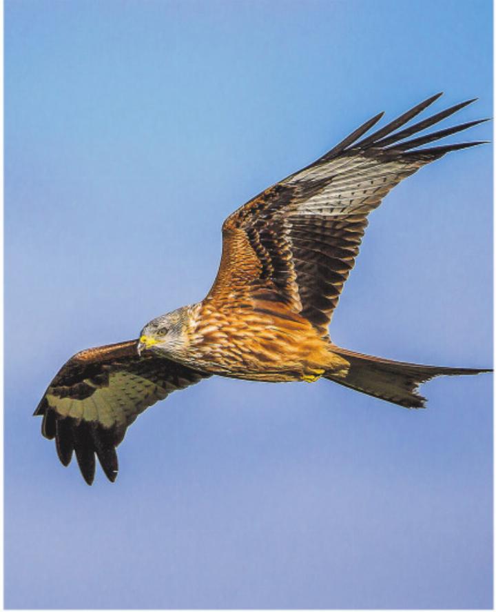 Insbesondere junge Rotmilane übernachten gerne an Schlafplätzen. Bild: Marcel Rueegger