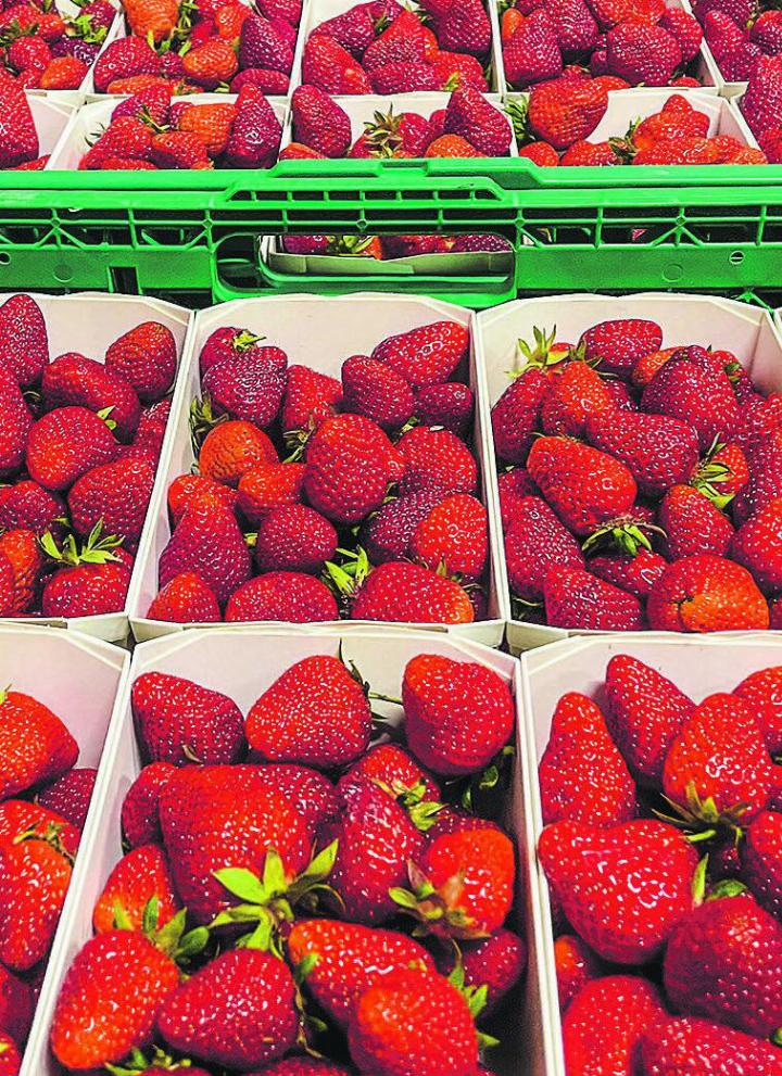 Schweizer Erdbeeren sind seit Ende April frisch und ohne lange Transportwege erhältlich – jetzt zugreifen. Bild: lid.ch