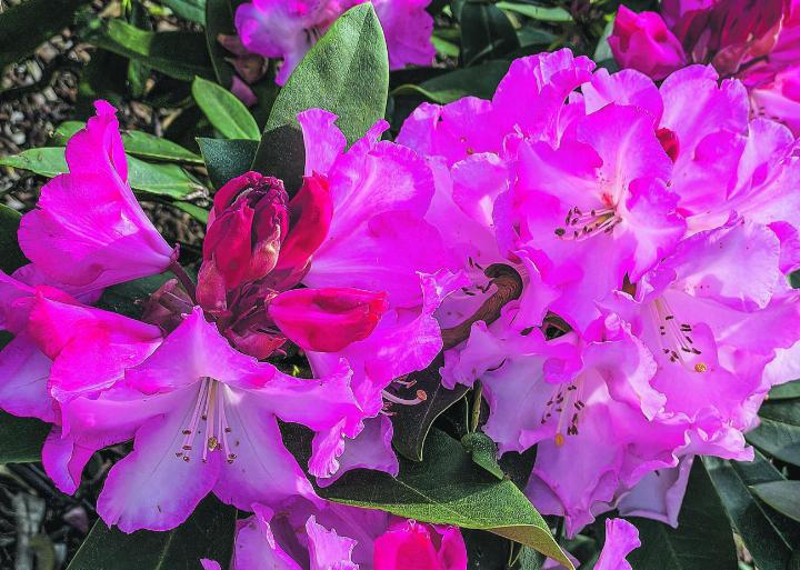 Rhododendron blühen und blühen im Park Seleger Moor. Leserbild: Sonja Lutz, Elgg