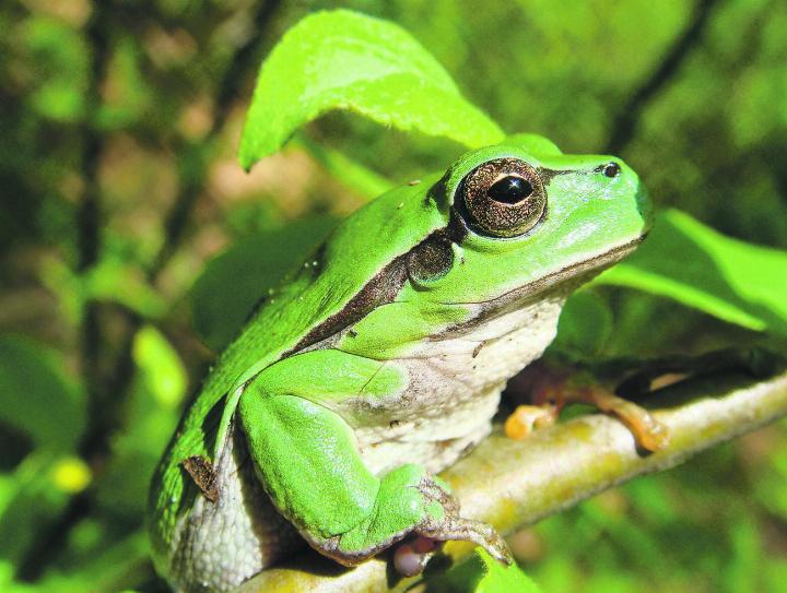 Nach dem achtteiligen Kurs im Naturmuseum Thurgau in Frauenfeld weiss man: Das ist ein Laubfrosch. Bild: zVg