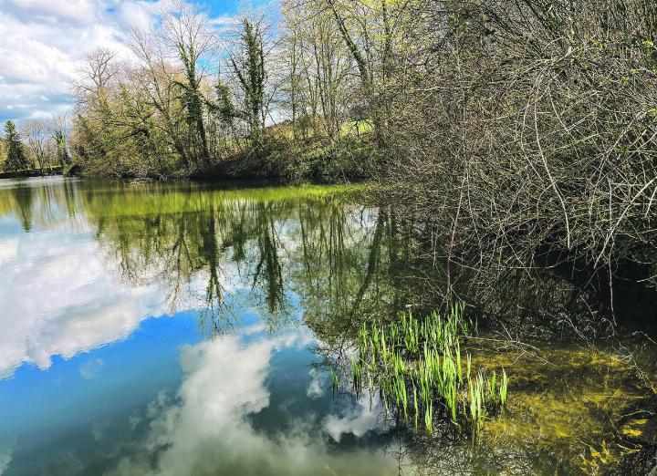 Die Natur erwacht am Tänikonerweiher. Leserbild: Irene Hess, Aadorf