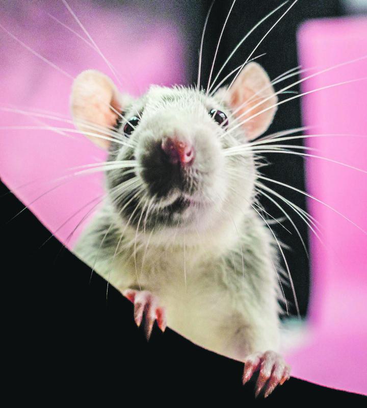 Nicht nur Mäuse und Ratten verwendet die Forschung in Tierversuchen. Vermehrt setzt sie auch Fische und Rinder ein. Bild: pexels.com