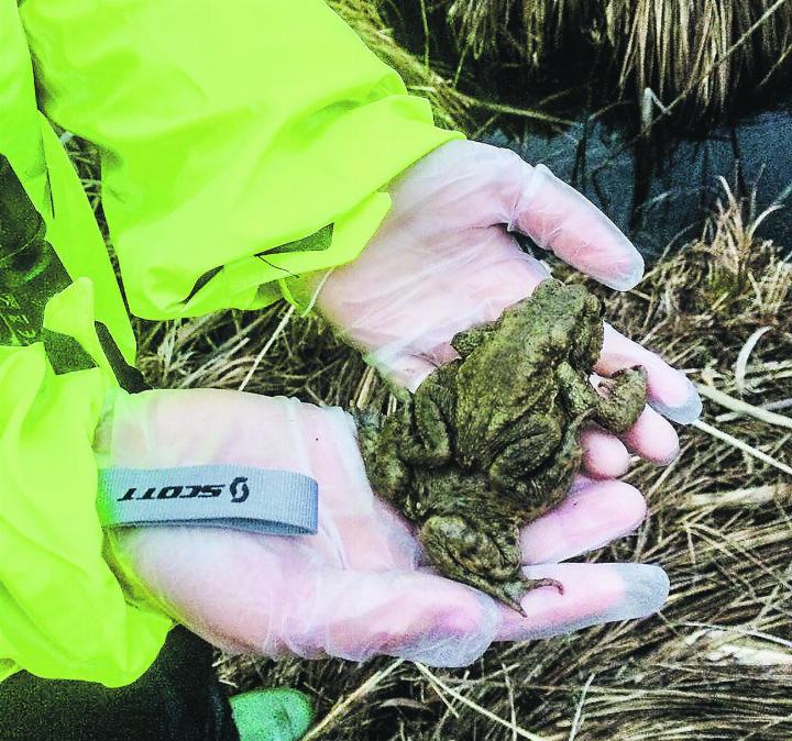 Jedes Jahr werden in der Schweiz hunderttausende von Amphibien sicher über die Strassen getragen. Bild: zVg