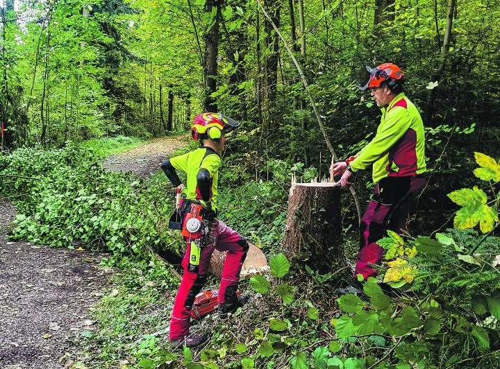 Der Forstnachwuchs lernt das professionelle Ansprechen und Fällen sowie das Ausasten und Einteilen der Bäume. Bild: zvg